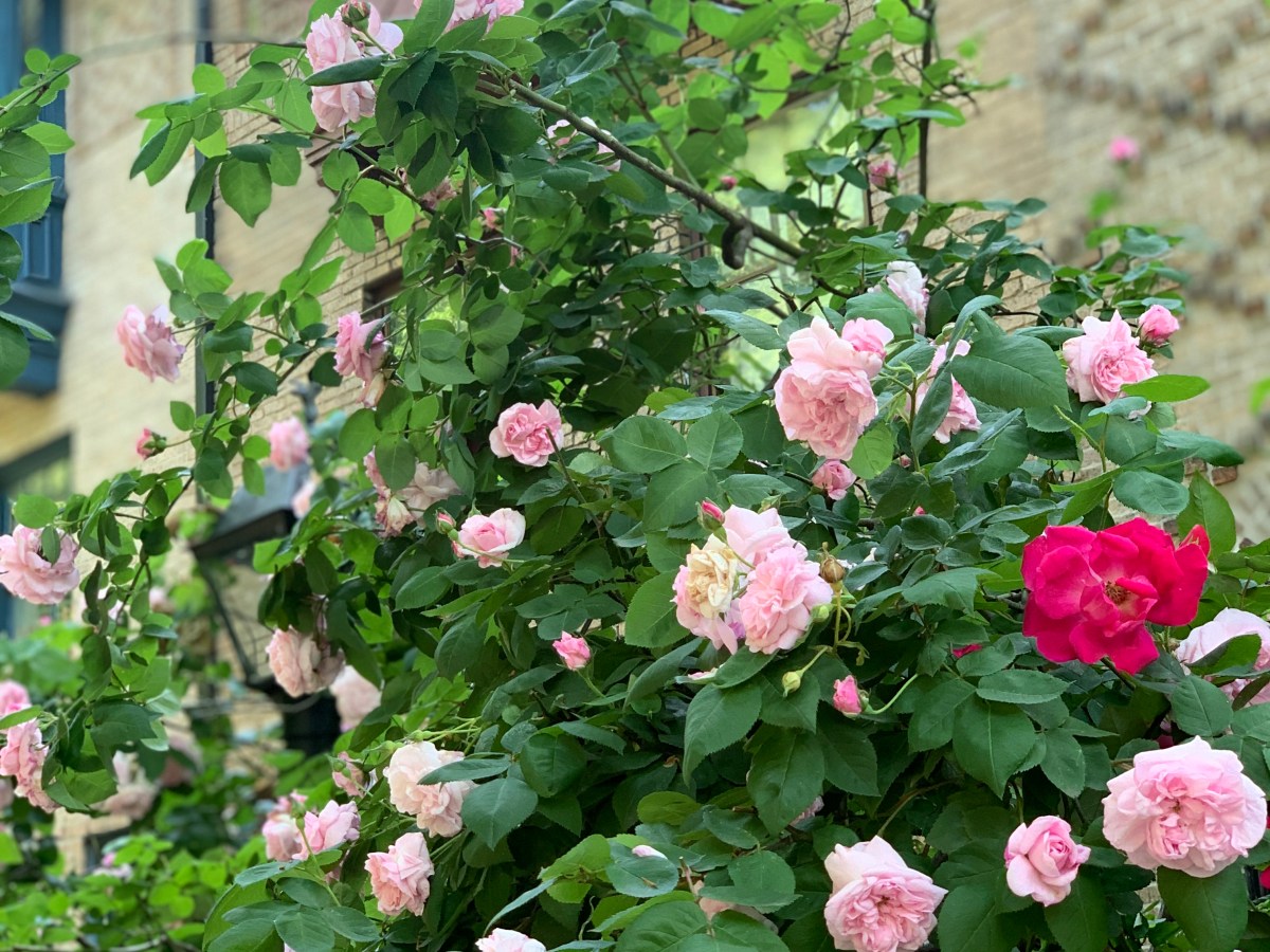 June 17, 2022 – Last Spring report of 2022