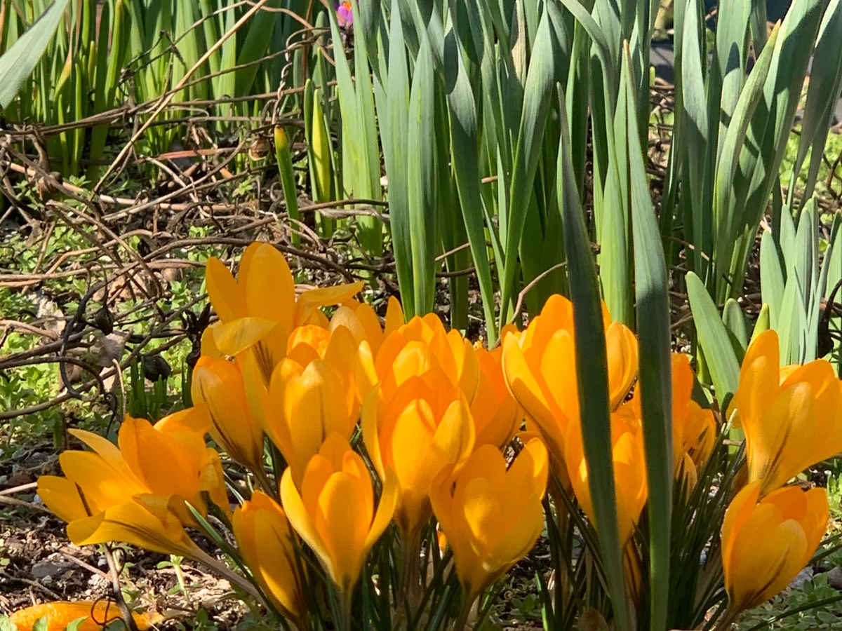 March 08 2025 – Cherry Blossoms: NYC vs DC Peak Bloom Predictions