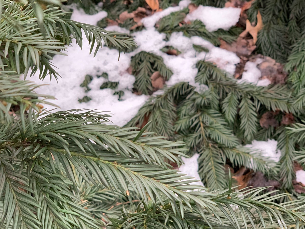 February 09, 2025 – Awaiting Spring’s Arrival – Part 2