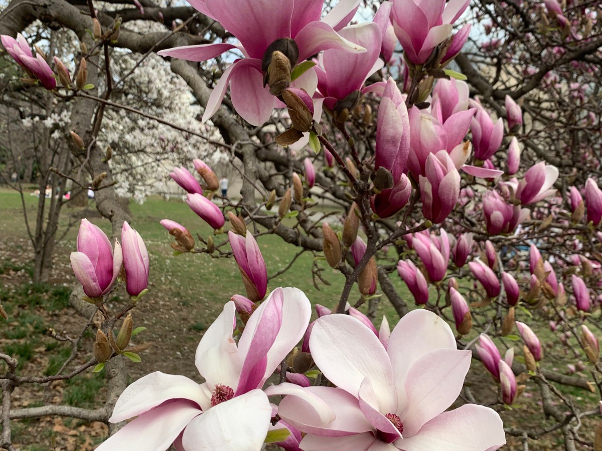 March 29, 2025 – Spring Awakens: Okame Cherry Blooms, Magnolias, and More in NYC