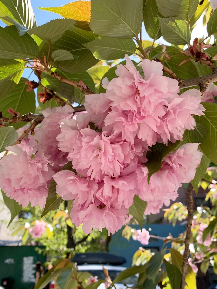 April 26, 2025 – Beyond Magnolias: Tulip Mania, Late Cherry Blossoms, and Spring’s Emerald Embrace