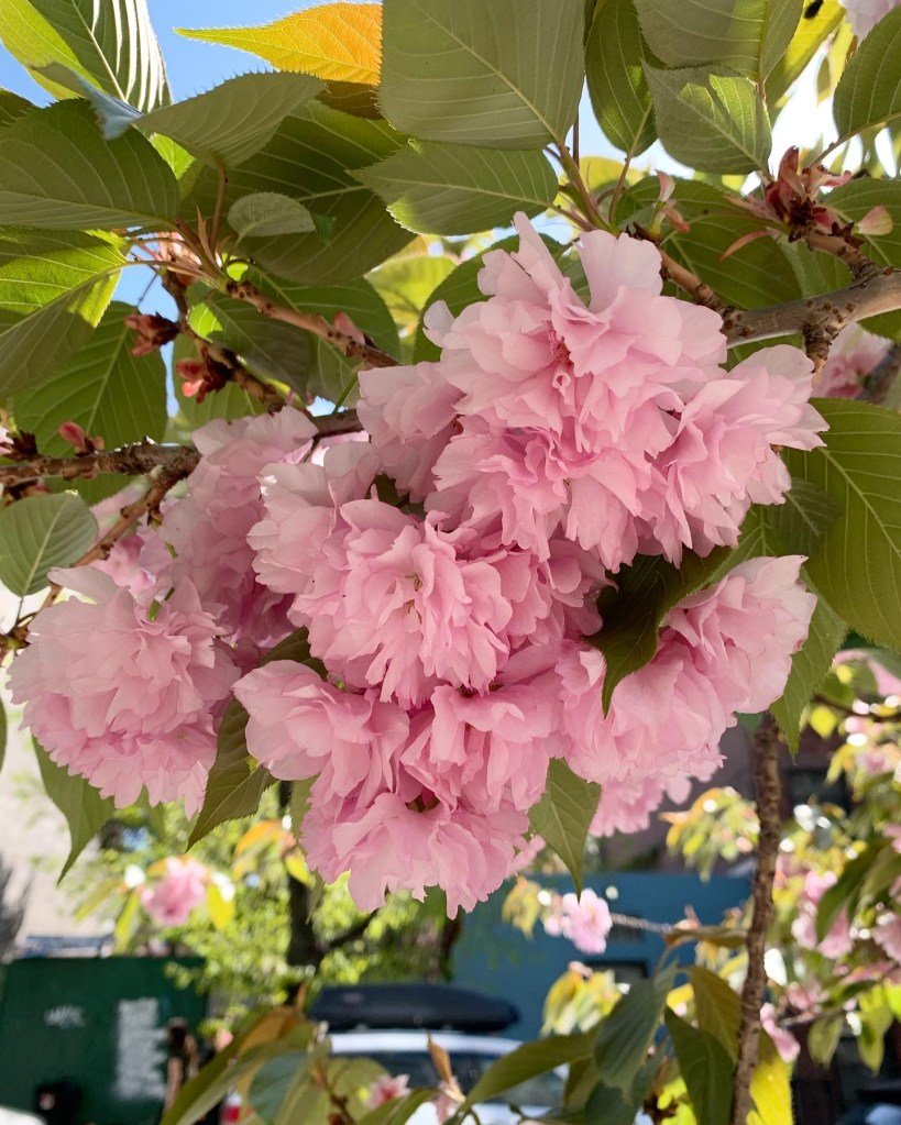 April 26, 2025 – Beyond Magnolias: Tulip Mania, Late Cherry Blossoms, and Spring’s Emerald Embrace
