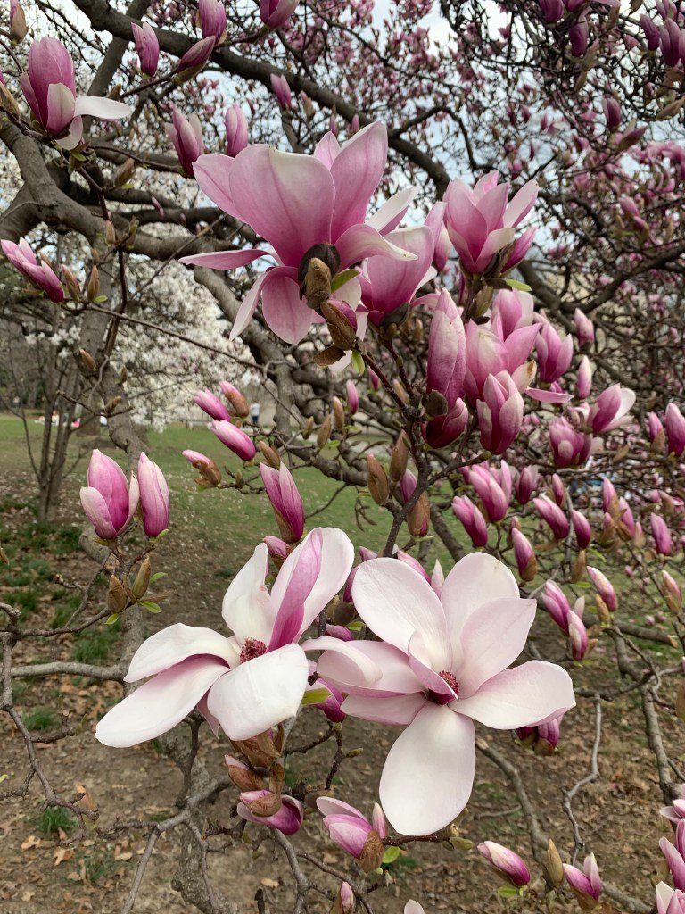 March 29, 2025 – Spring Awakens: Okame Cherry Blooms, Magnolias, and More in NYC