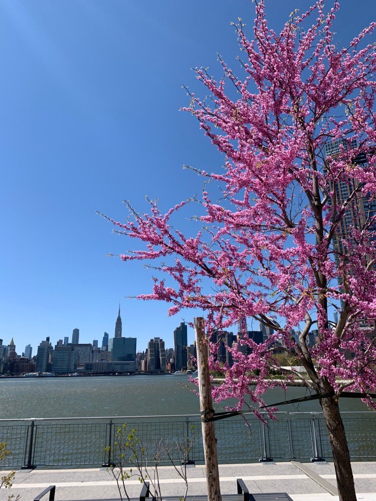 NYC Cherry Blossoms: 6 Best Spots to Catch Peak Bloom