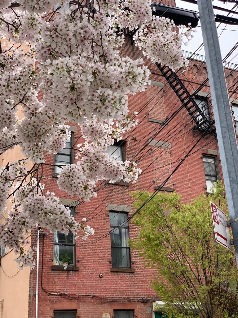 April 06, 2025 – Spring’s Floral Extravaganza: Cherries, Pears, and Magnolias Shine in NYC