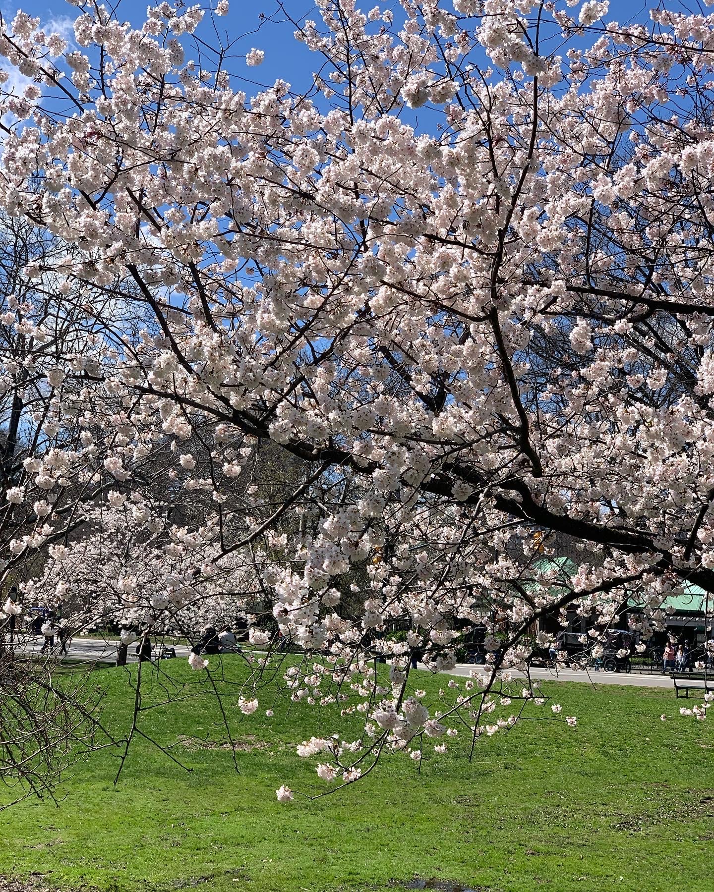 Spring bloom in Central Park Manhattan