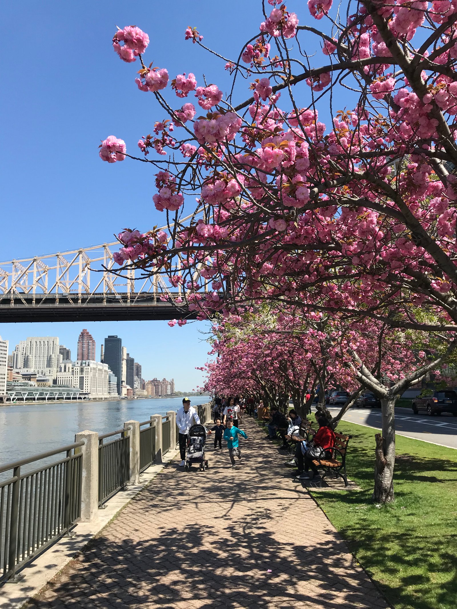 Spring foliage on Roosevelt Island