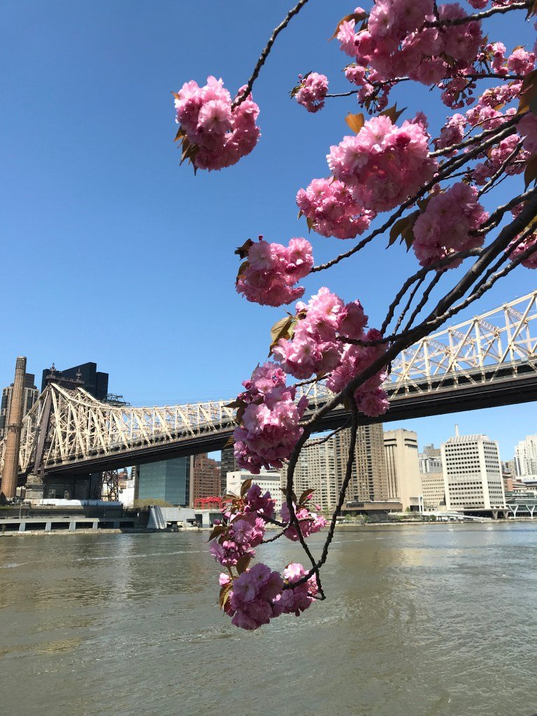 Roosevelt Island cherry blossoms