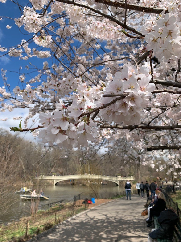 Central Park cherry blossom trees