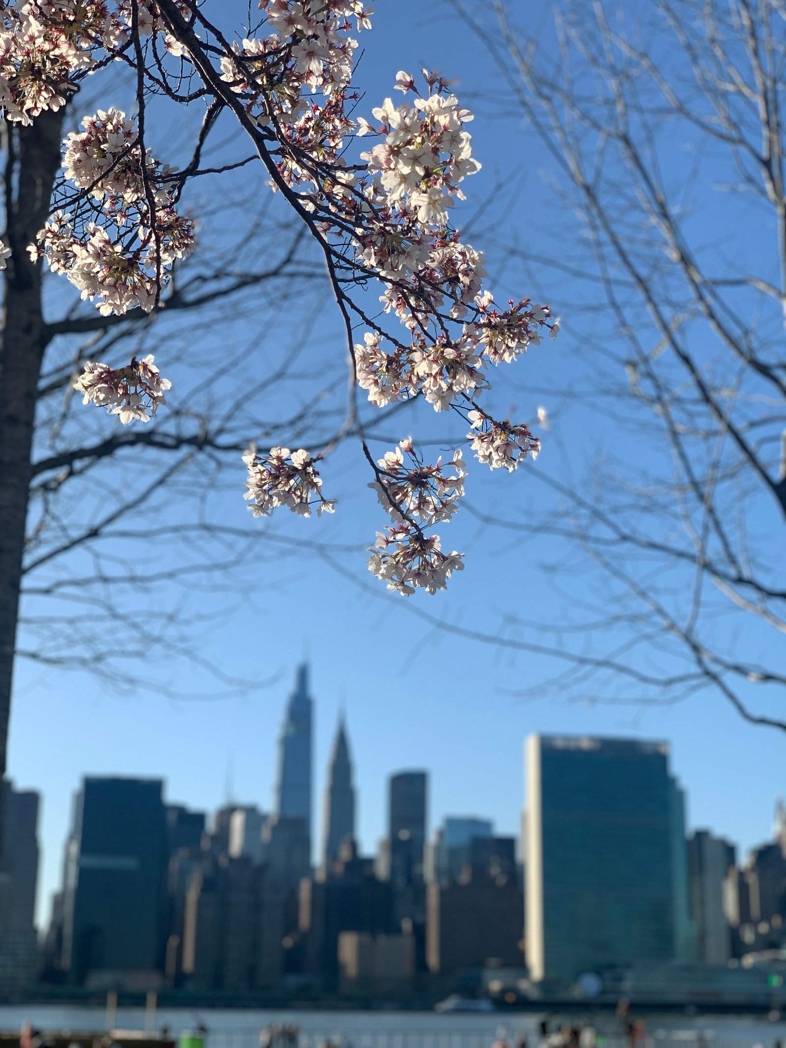 Hunters Point South Park spring