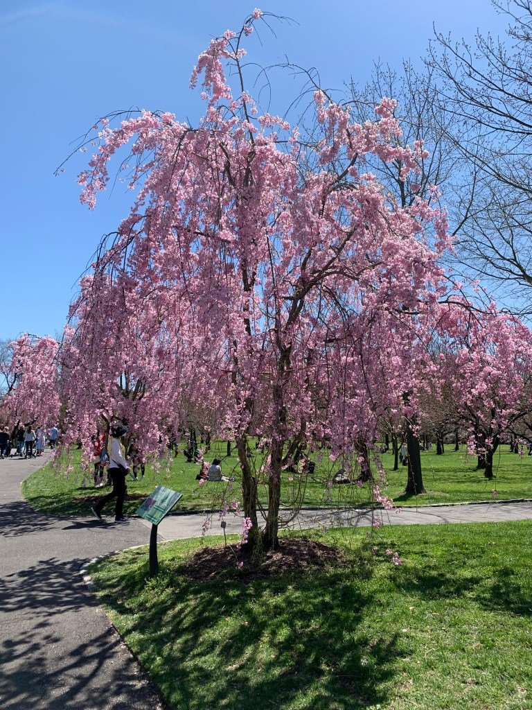 Brooklyn Botanic Garden Cherry Esplanade