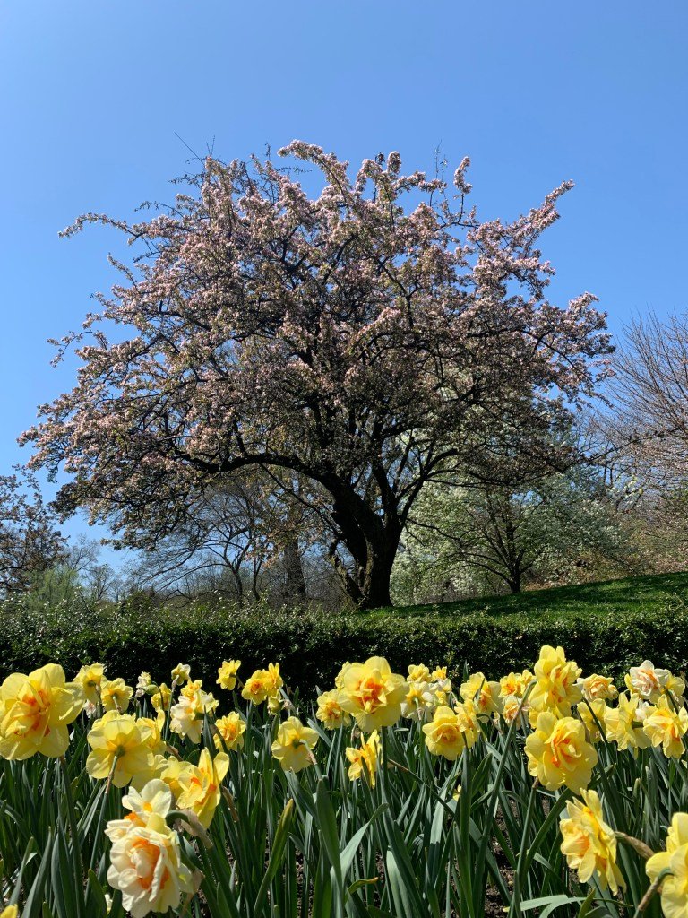 Japanese Hill-and-Pond Garden spring